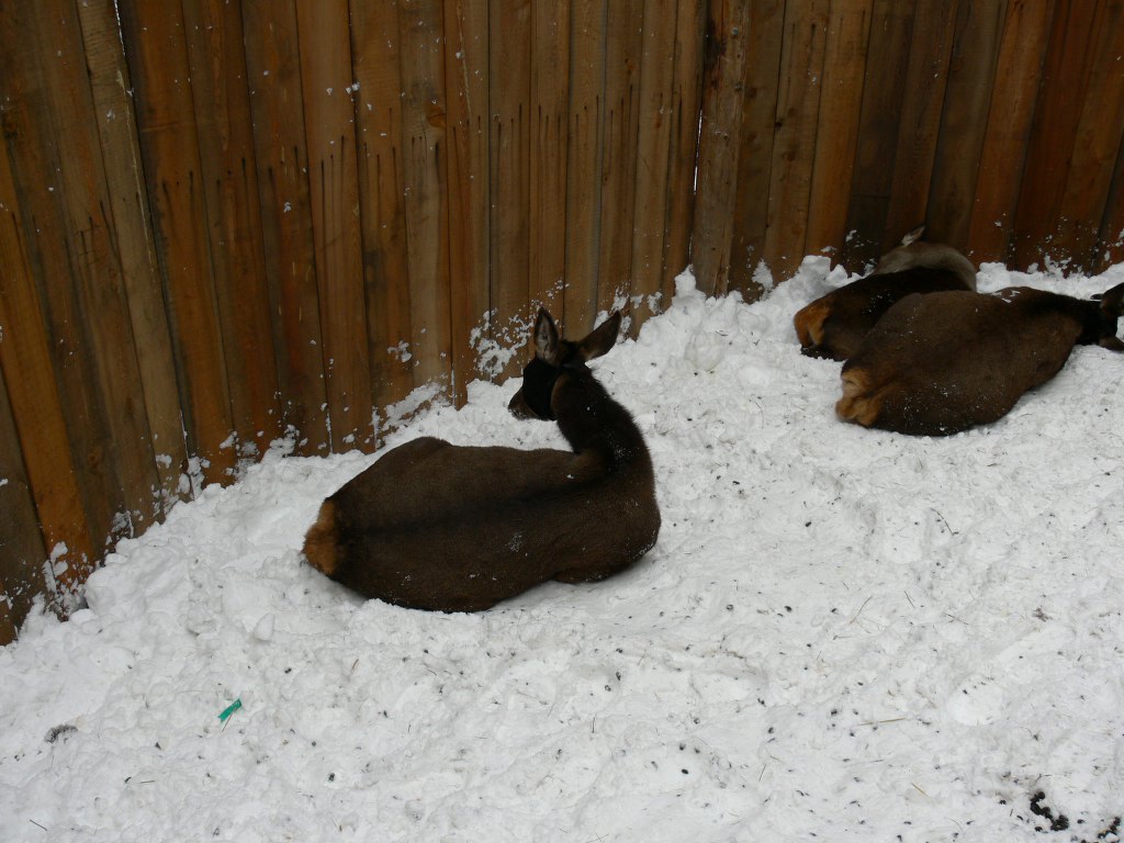 PASSIONE PER IL CERVO